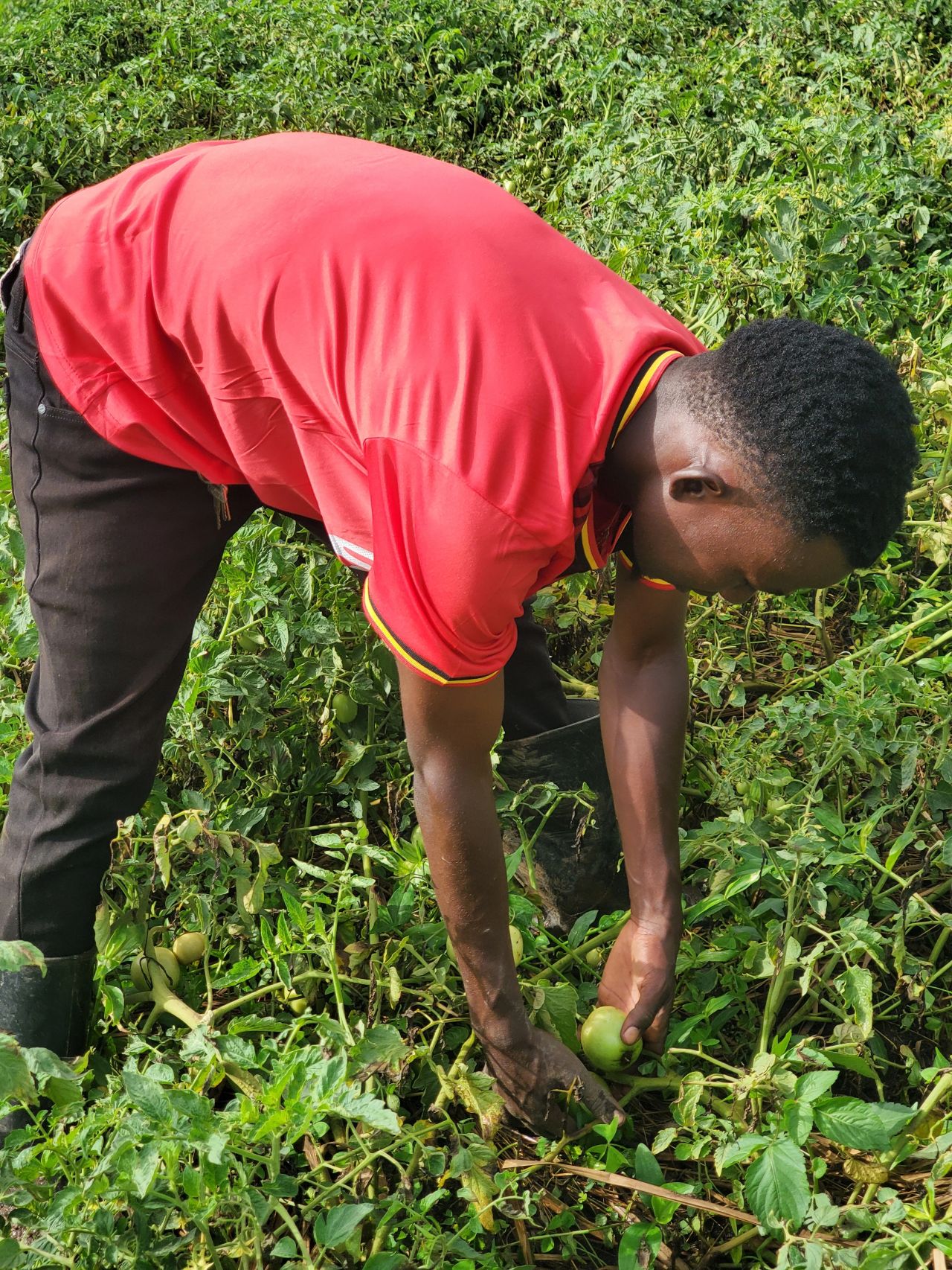 Syrus in his tomato garden garden
