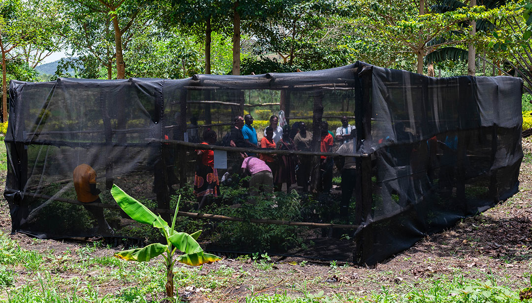Tree nursery at Kikandwa